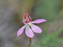 Caladenia bartlettii