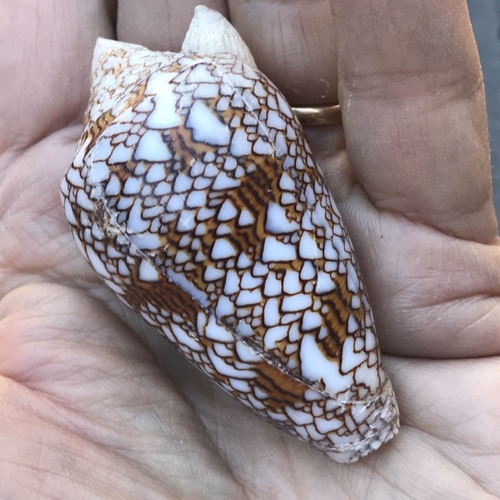Conus textile observed 2004-12-25