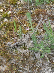 Caladenia bartlettii