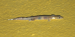 Ebenavia boettgeri