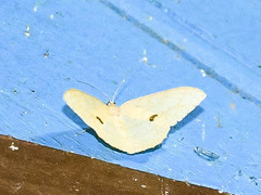 Luxiaria mitorrhaphes