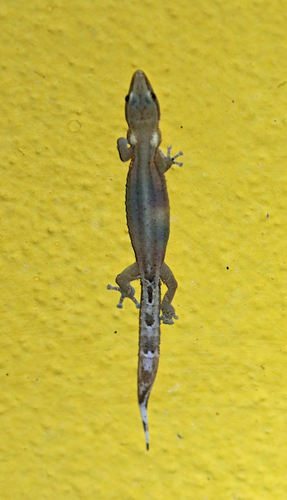 Boettger's Clawless Gecko