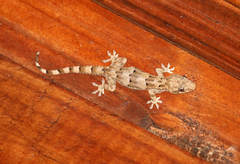 Hemidactylus mercatorius