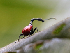 Trachelophorus giraffa