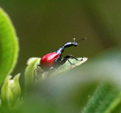 Trachelophorus giraffa
