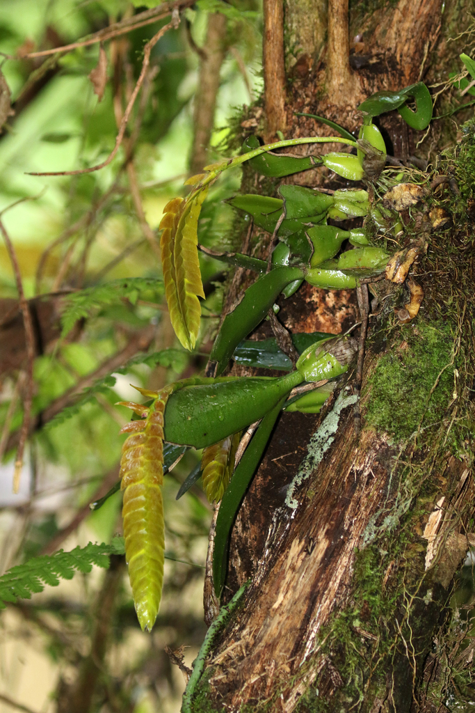 Bulbophyllum occultum Thouars 2