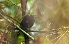 Philepitta castanea