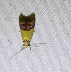 Hemibela oxyptera