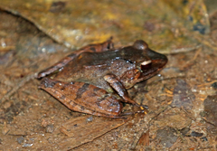 Gephyromantis luteus