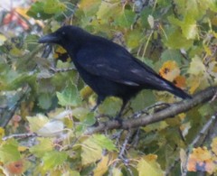 Corvus corone