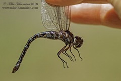 Gomphaeschna antilope