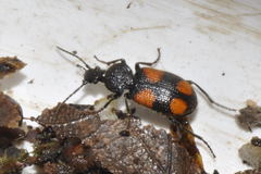 Panagaeus bipustulatus