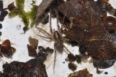 Liocranum rupicola