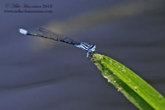 Enallagma divagans