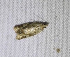 Euphona euphona