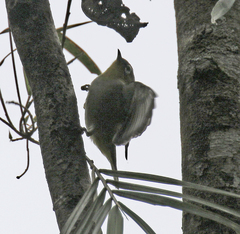 Zosterops maderaspatanus