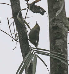 Zosterops maderaspatanus