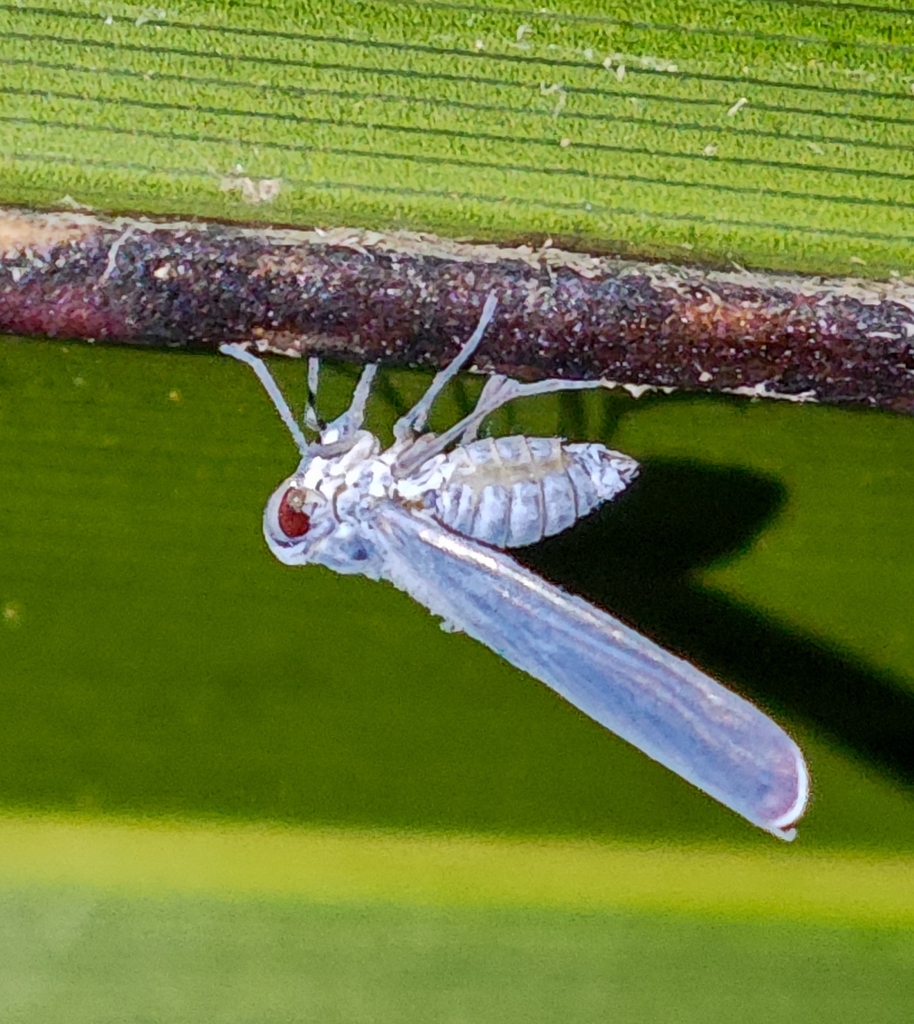 Aethocauda fusca