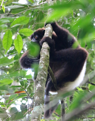 Propithecus edwardsi