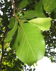 Ficus natalensis