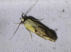 Eulechria clytophanes