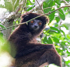 Propithecus edwardsi