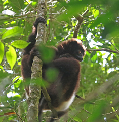 Propithecus edwardsi