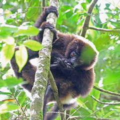 Propithecus edwardsi