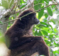 Propithecus edwardsi