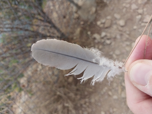 Plume de Tourterelle turque