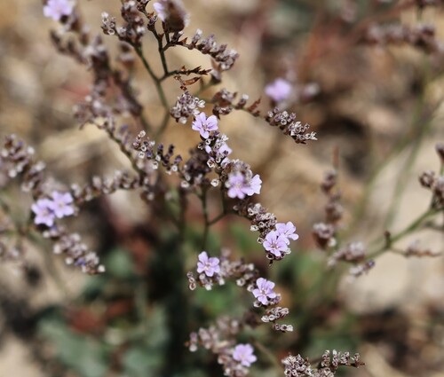 Limonium duriusculum, photograph 6