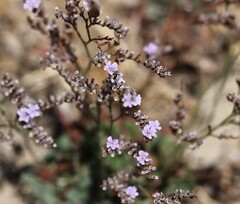 Limonium duriusculum, photograph (c) nmoorhatch, some rights reserved (CC BY)