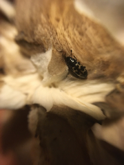 Glischrochilus confluentus