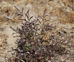 Limonium duriusculum, photograph (c) nmoorhatch, some rights reserved (CC BY)