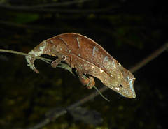 Palleon nasus