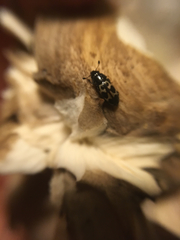 Glischrochilus confluentus