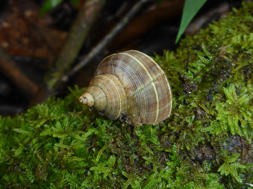 Tropidophora betsileoensis