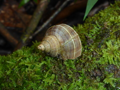 Tropidophora betsileoensis