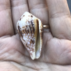 Conus retifer