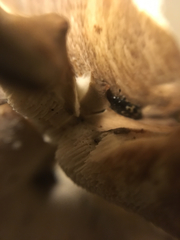 Glischrochilus confluentus