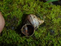 Tropidophora betsileoensis