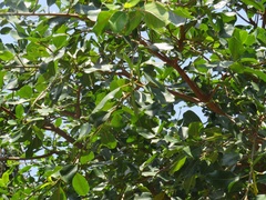 Ficus natalensis