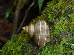Tropidophora betsileoensis