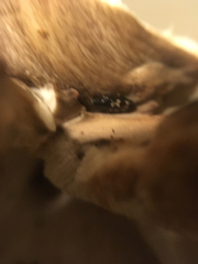 Glischrochilus confluentus