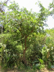 Ficus natalensis