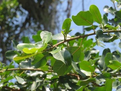 Ficus natalensis