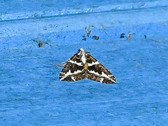 Electrophaes niveonotata