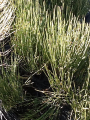 Ephedra torreyana
