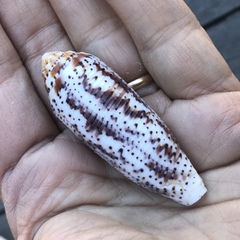 Conus nussatella