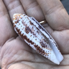 Conus nussatella